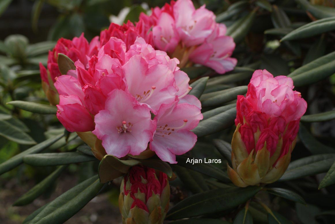 Rhododendron 'Ninotschka'