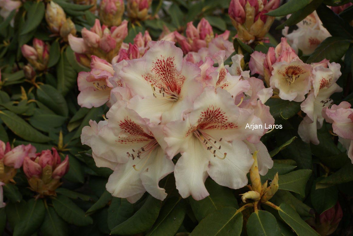 Rhododendron 'Mrs. Betty Robertson'