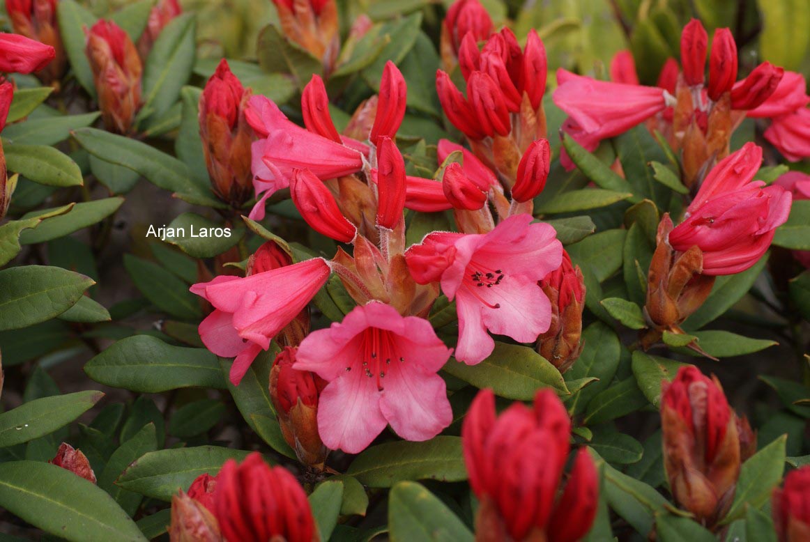 Rhododendron 'Winsome'