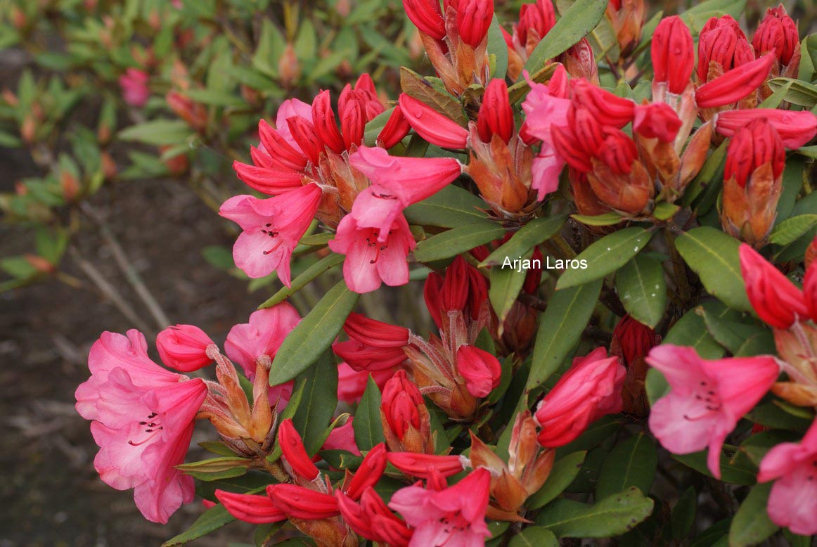 Rhododendron 'Winsome'