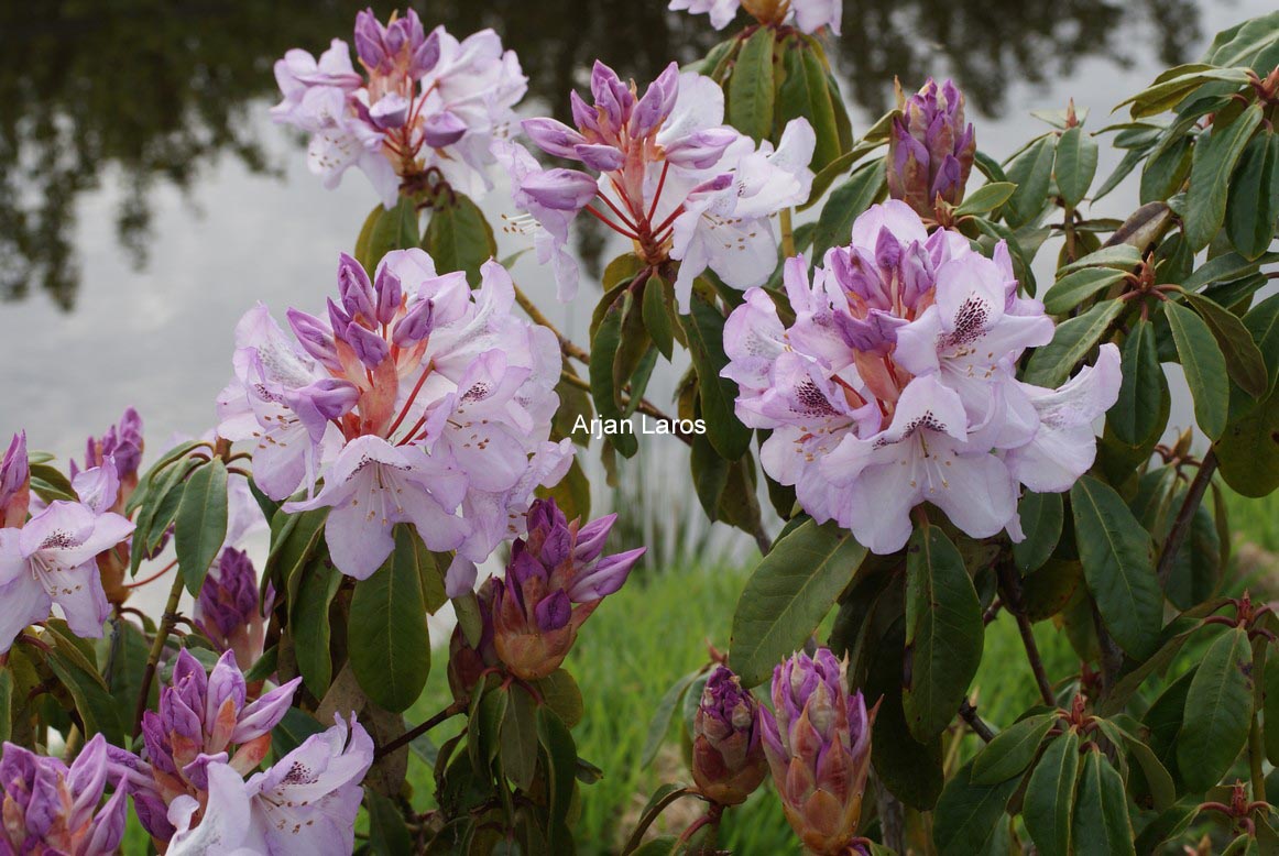 Rhododendron 'Clementine'