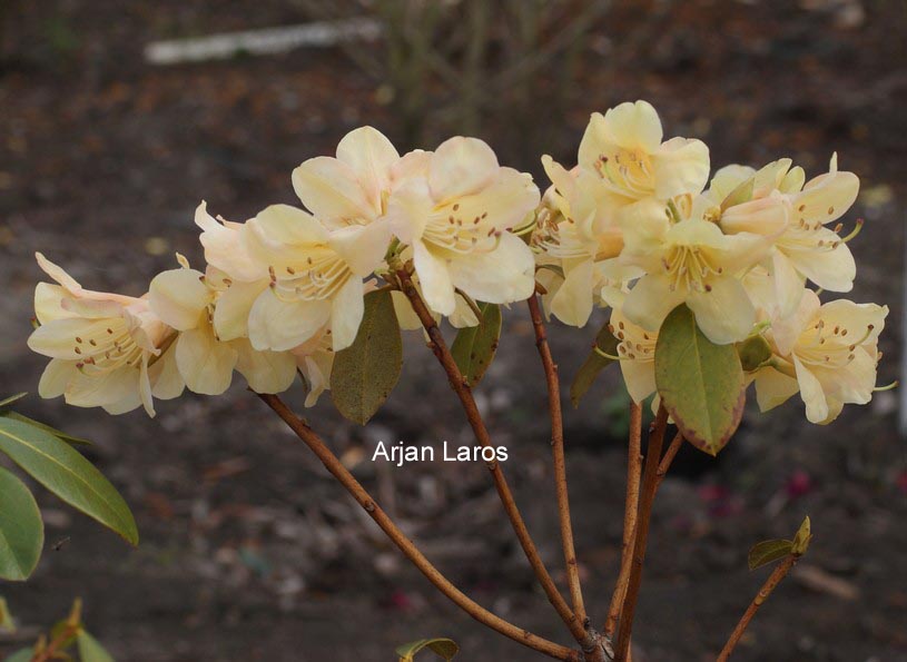 Rhododendron 'Mondschein'