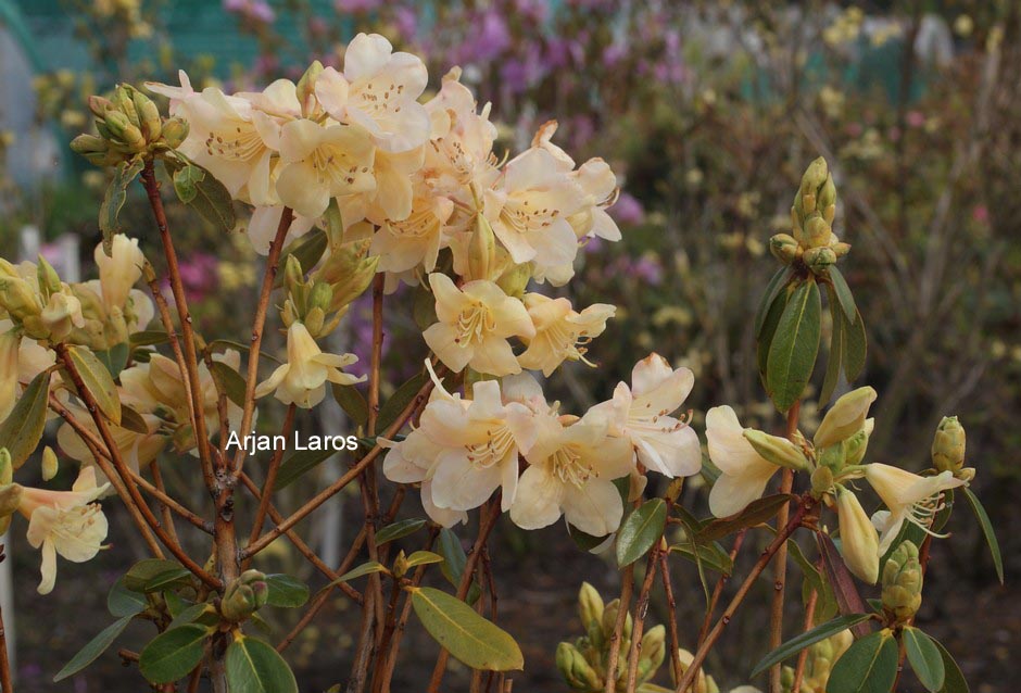 Rhododendron 'Mondschein'