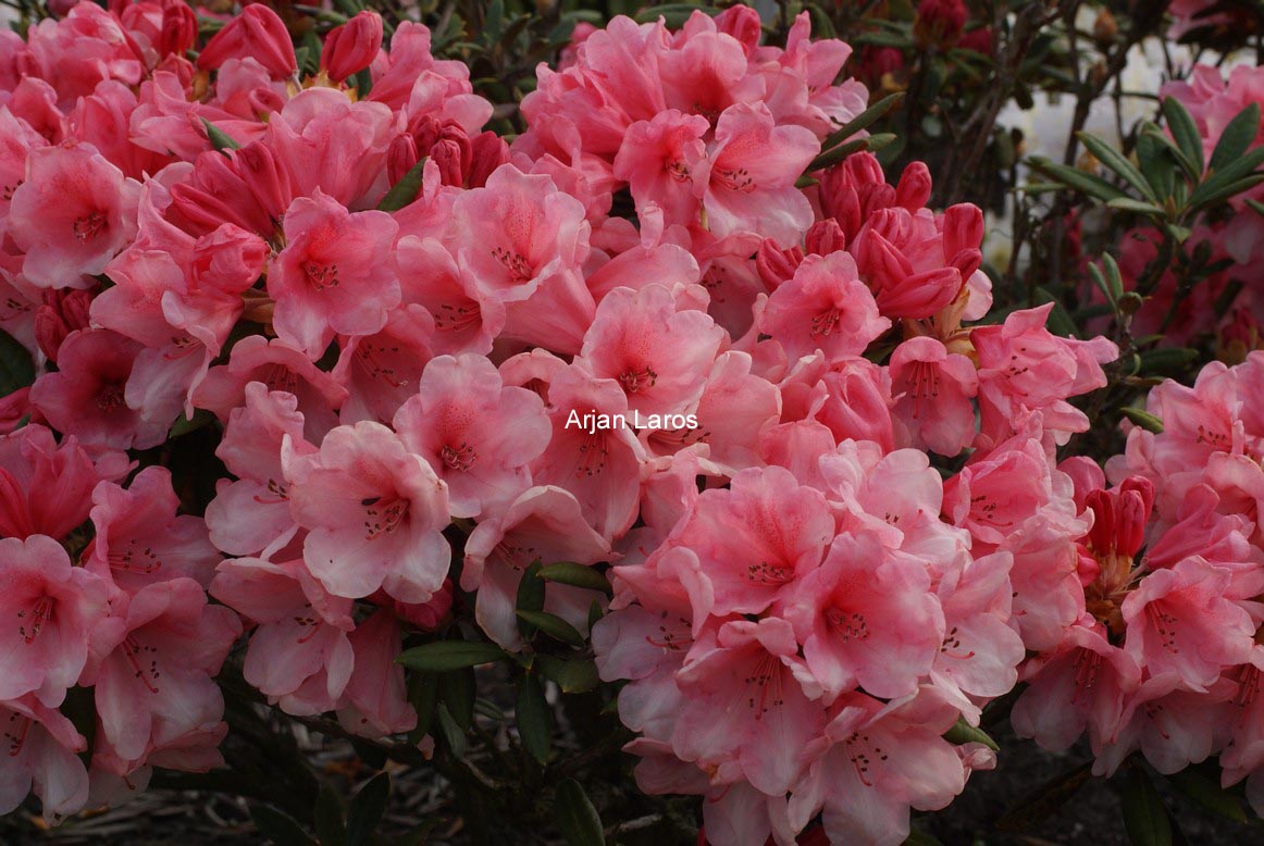 Rhododendron 'Cup Cake'