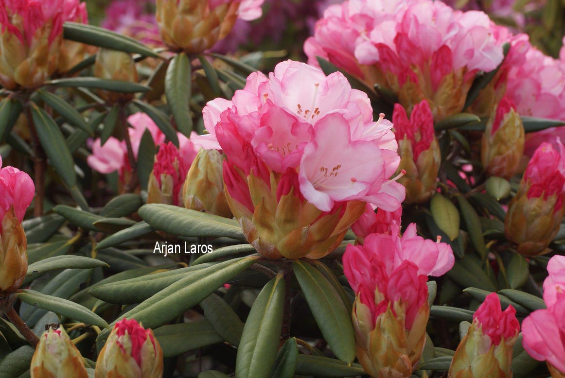 Rhododendron 'Love Song'