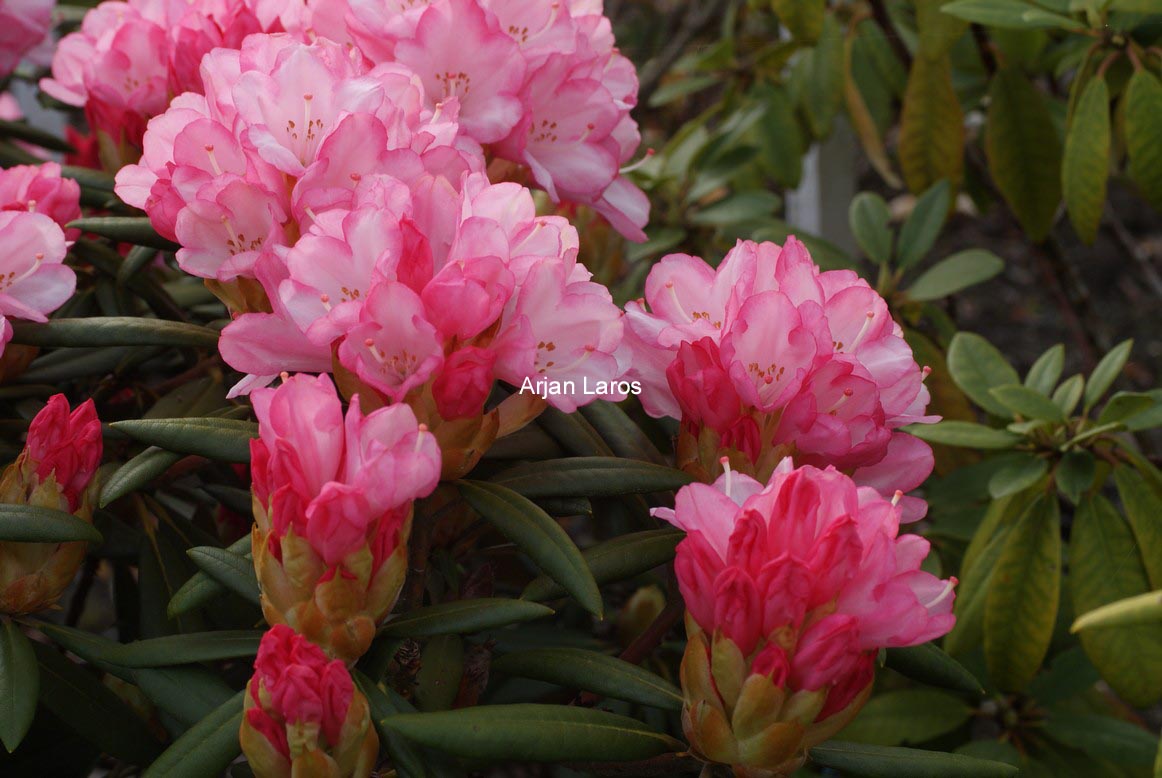 Rhododendron 'Love Song'