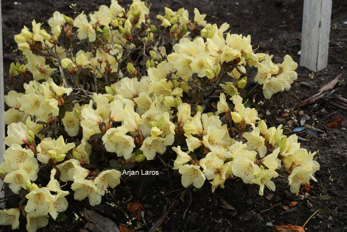 Rhododendron 'Wren'