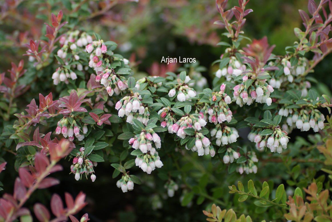 Vaccinium floribundum