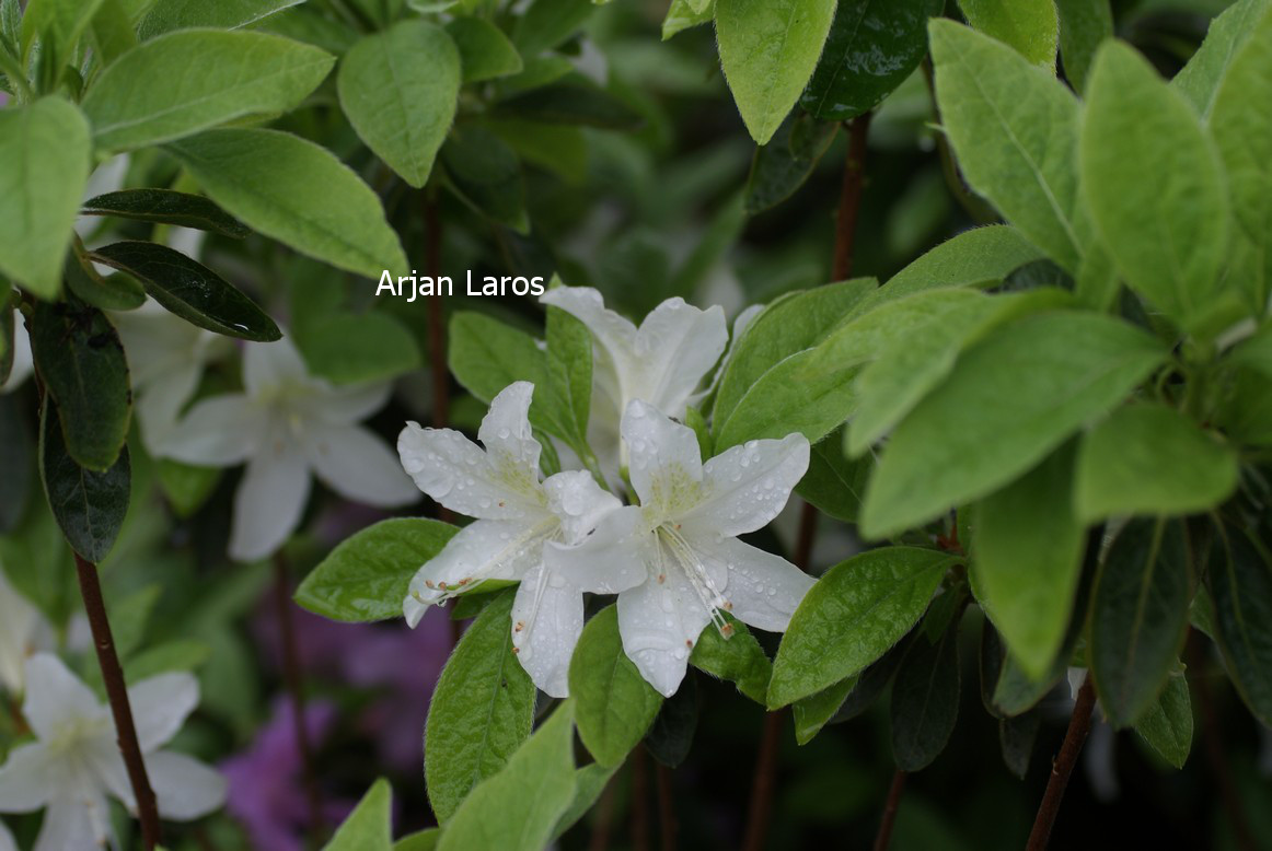 Azalea 'White Lady'