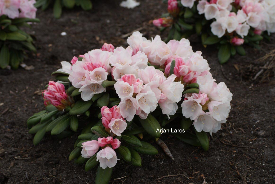 Rhododendron 'Hanano Ego'