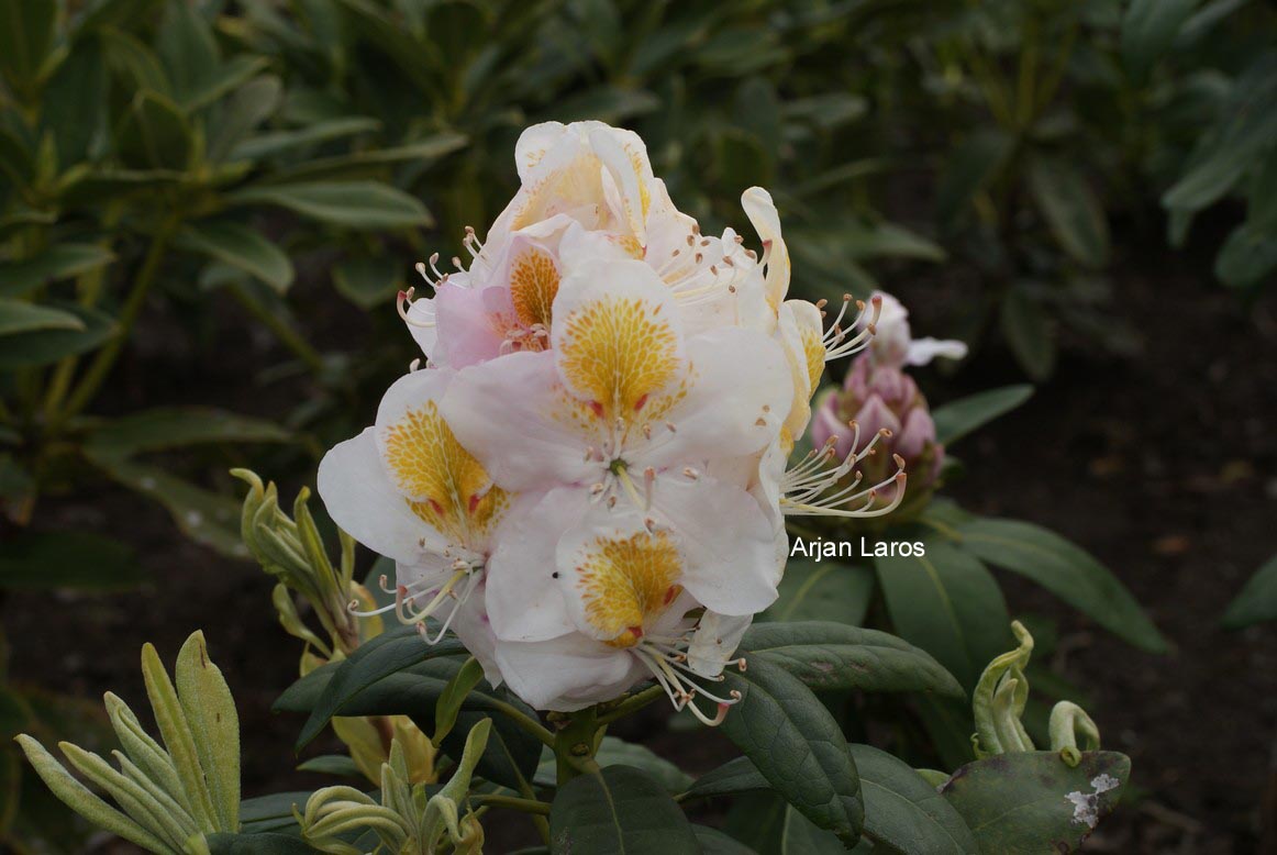 Rhododendron 'Mrs. J.G. Millais'