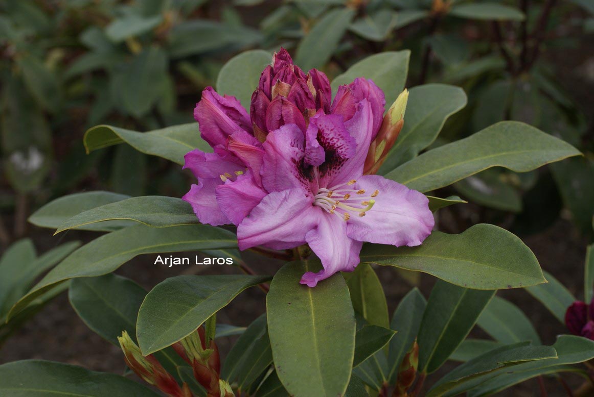 Rhododendron 'Holdrio'