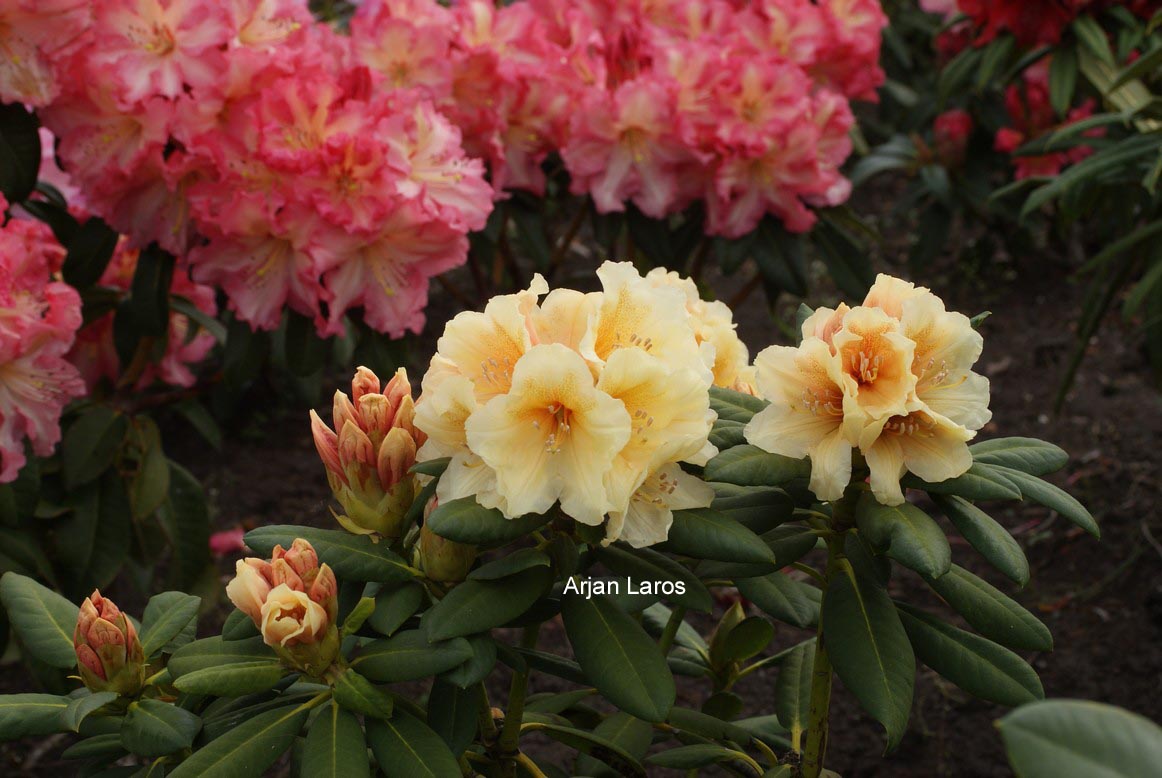 Rhododendron 'Karibia'