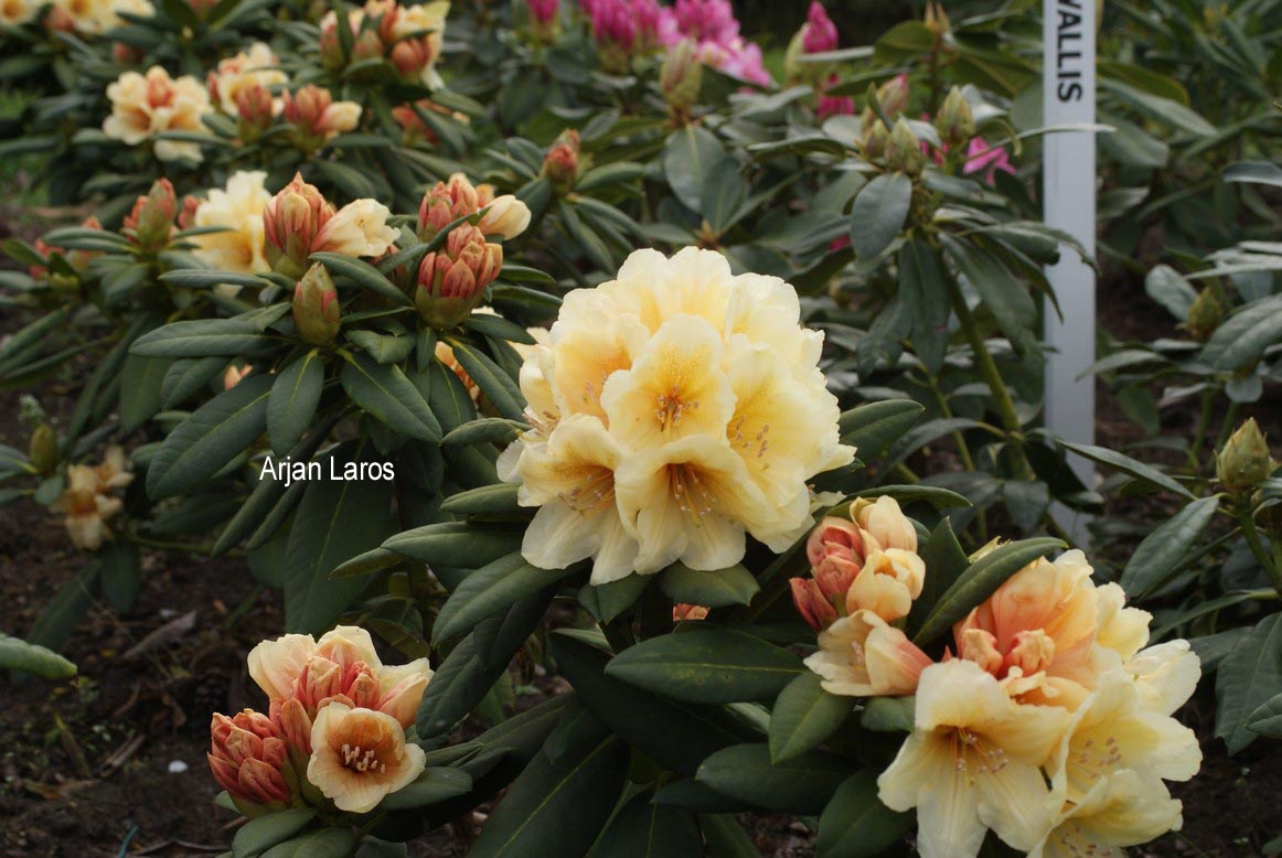 Rhododendron 'Karibia'