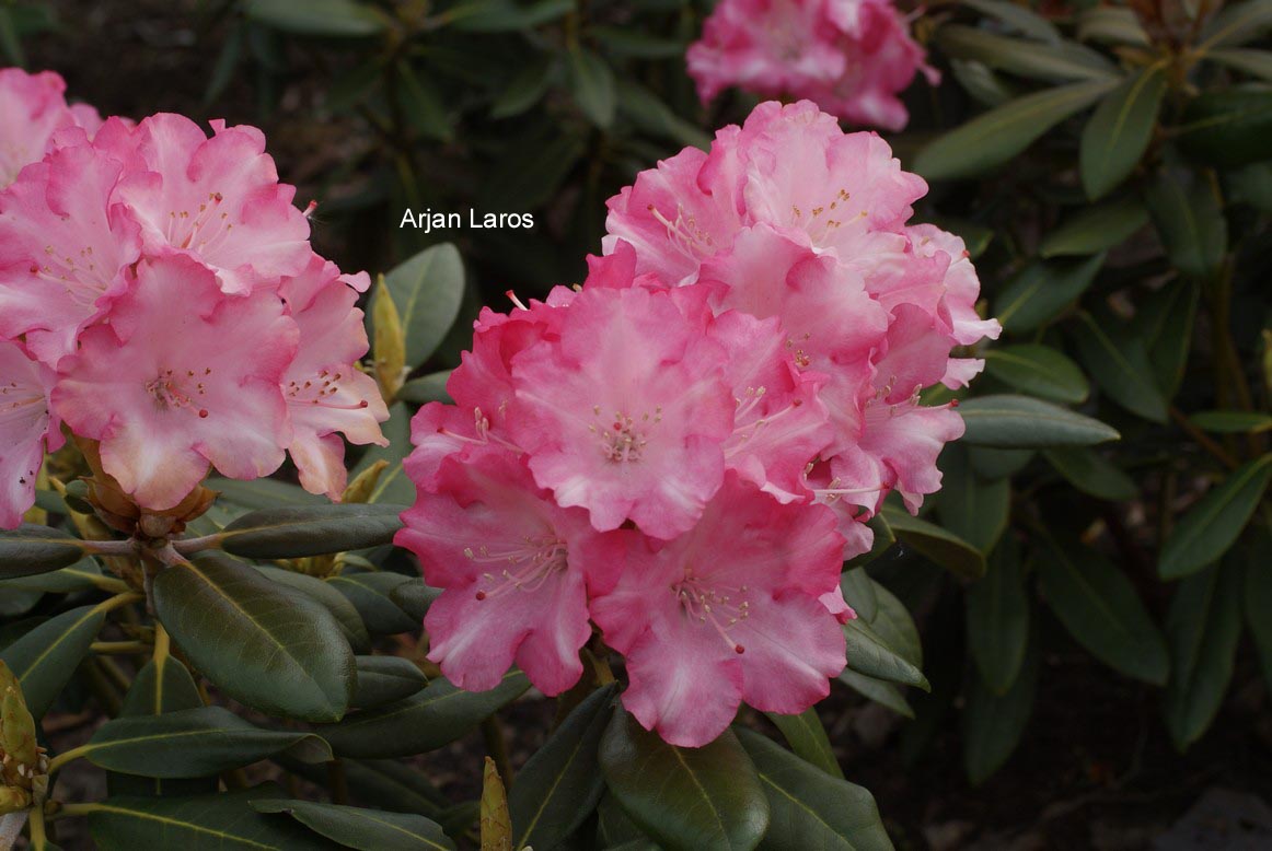 Rhododendron 'Papageno'