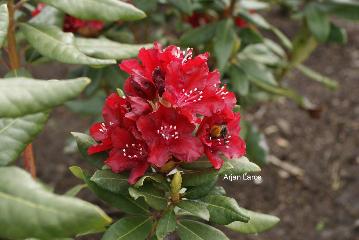 Rhododendron 'Sammetglut'