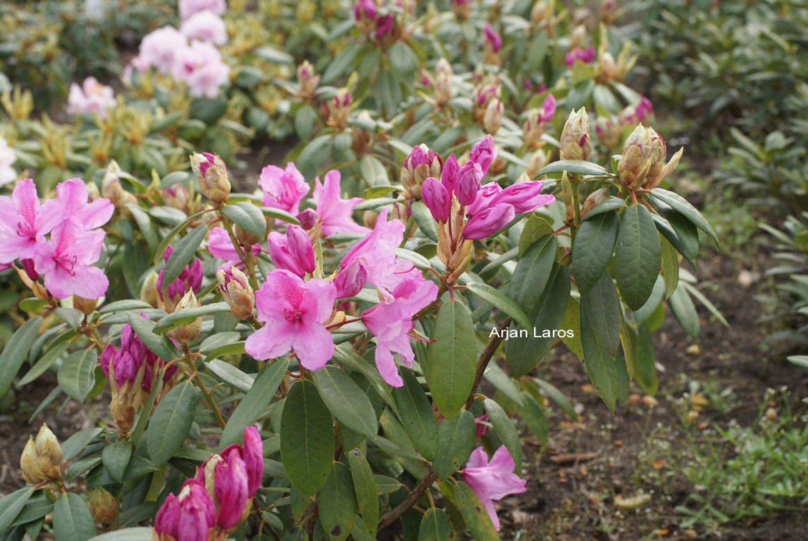 Rhododendron 'Jocking'