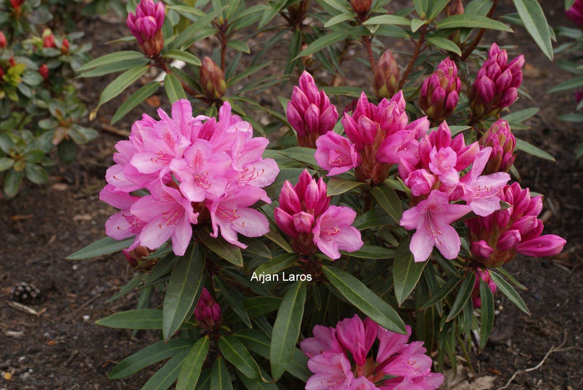 Rhododendron ponticum 'Graziella'