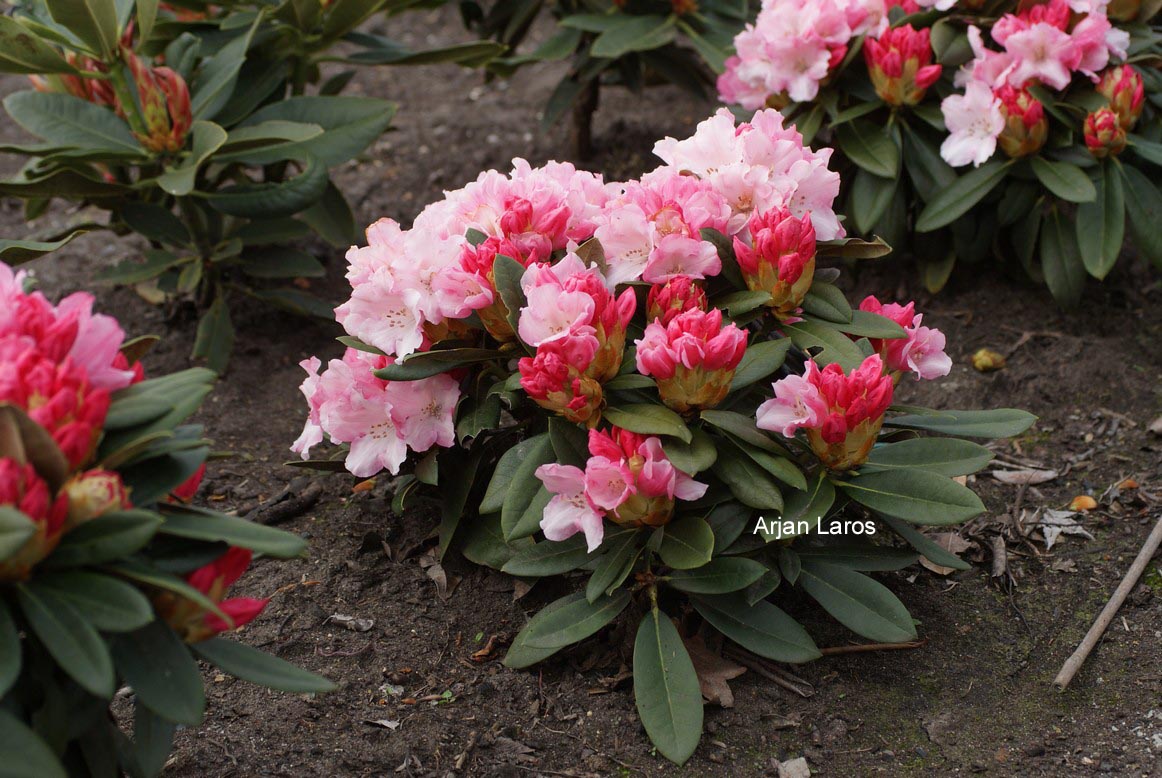 Rhododendron 'Mardi Gras'