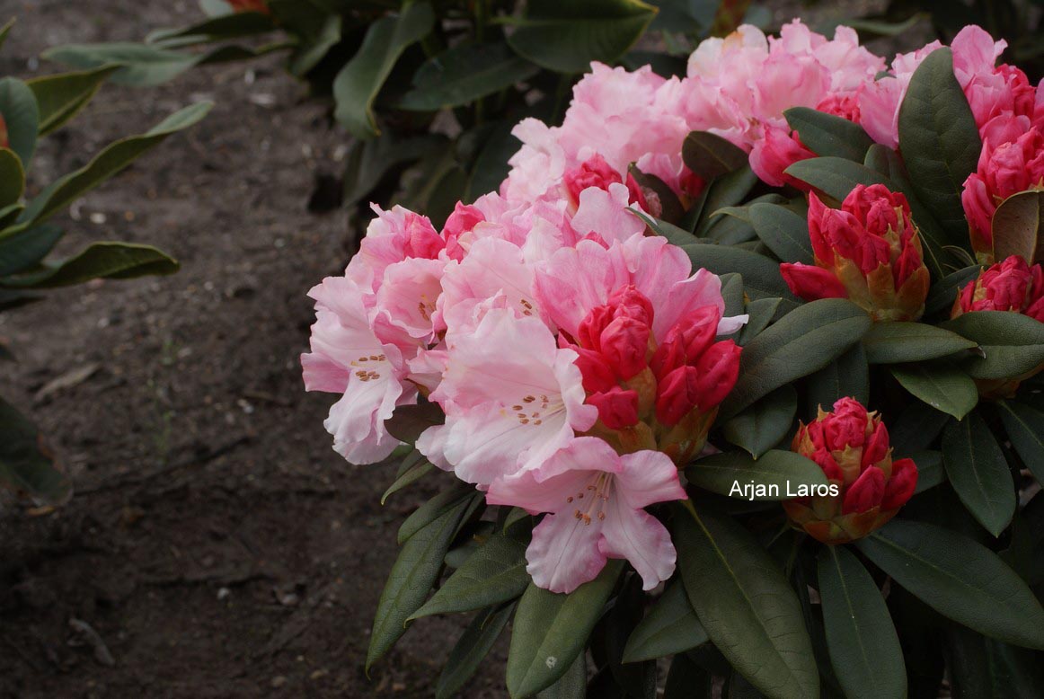 Rhododendron 'Mardi Gras'