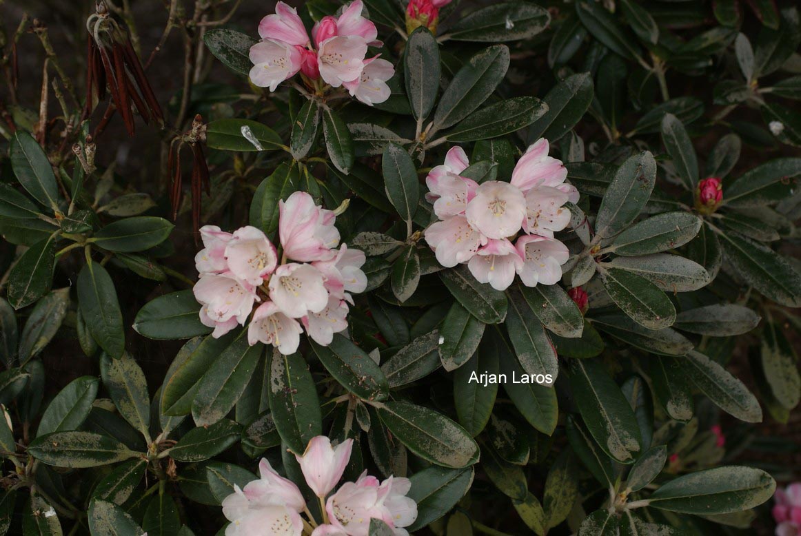 Rhododendron 'Silbervelours'