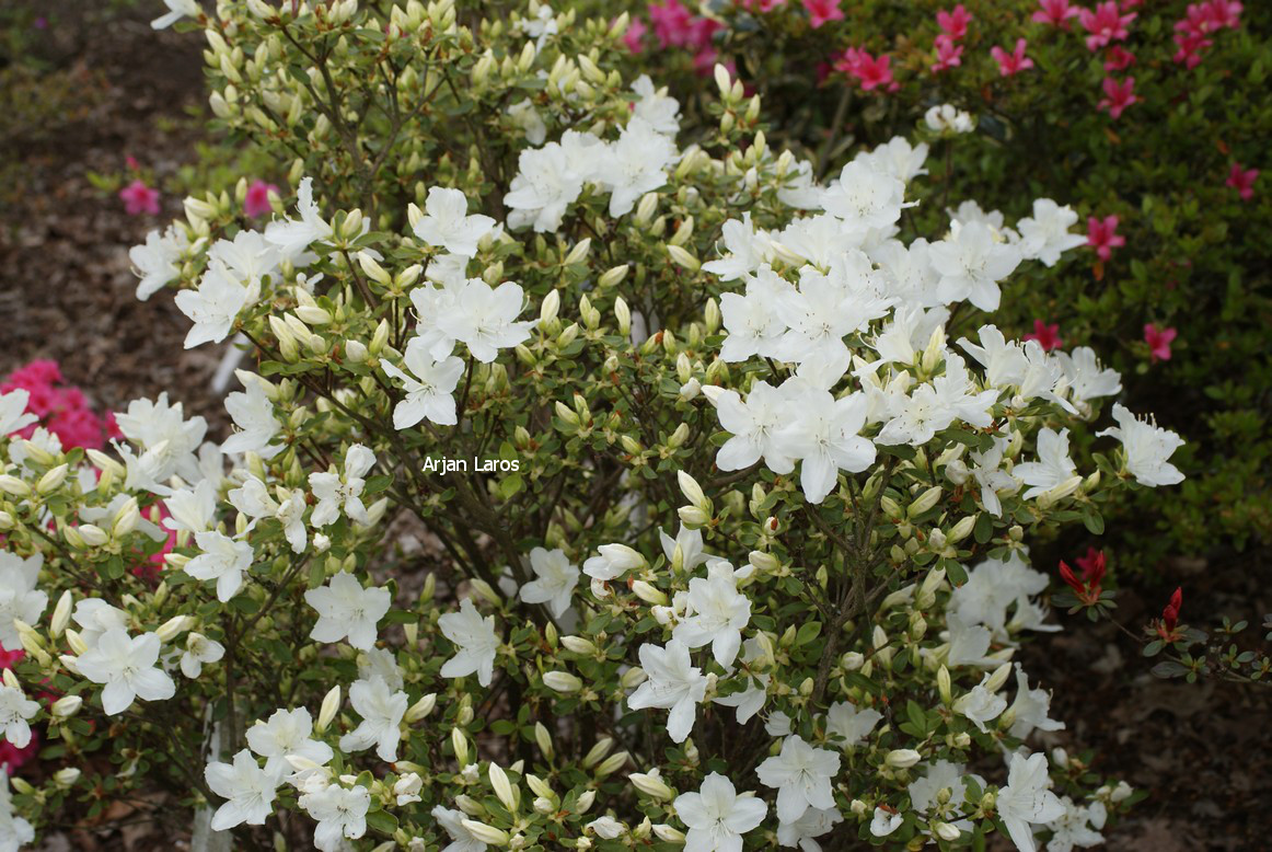 Azalea 'Luzi'