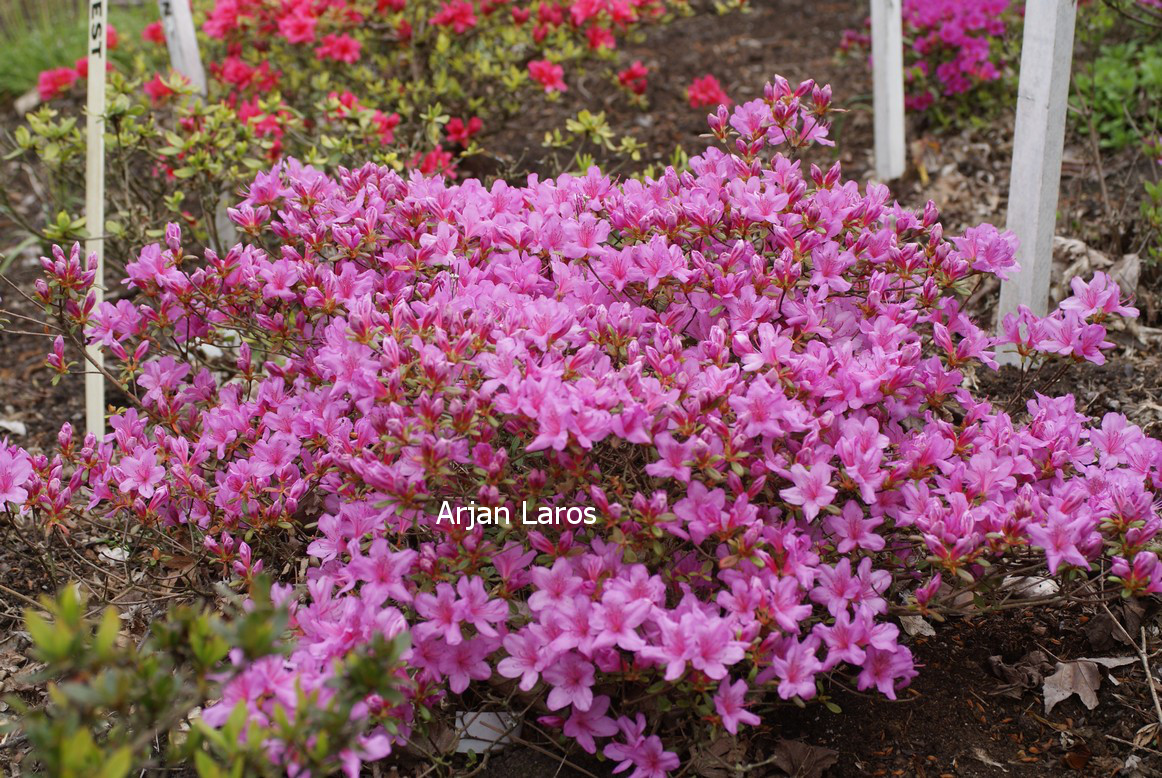 Azalea 'Yuka'