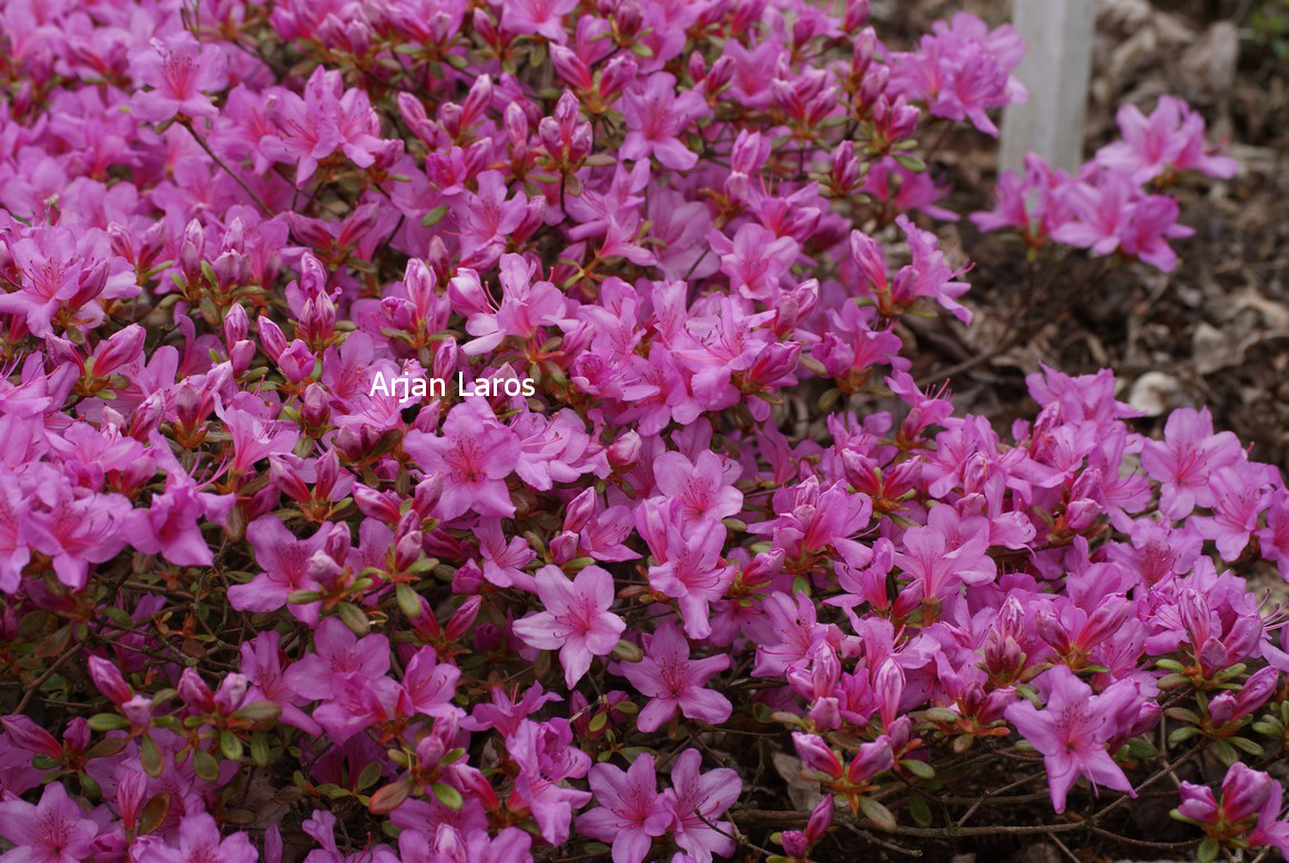 Azalea 'Yuka'