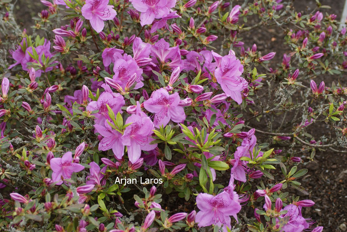 Azalea 'Viking'