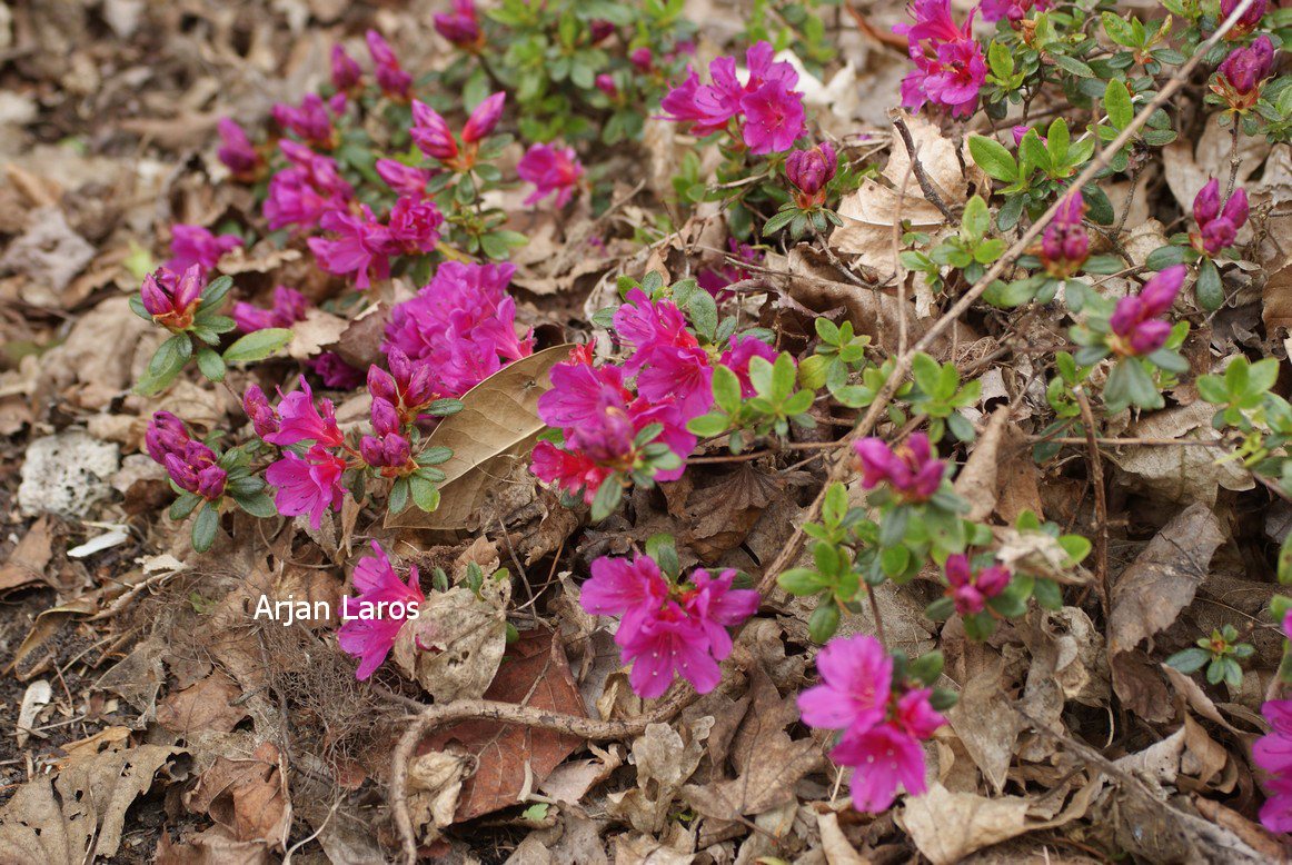 Azalea 'Haruko'