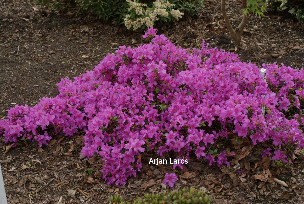 Azalea 'Gotthard'