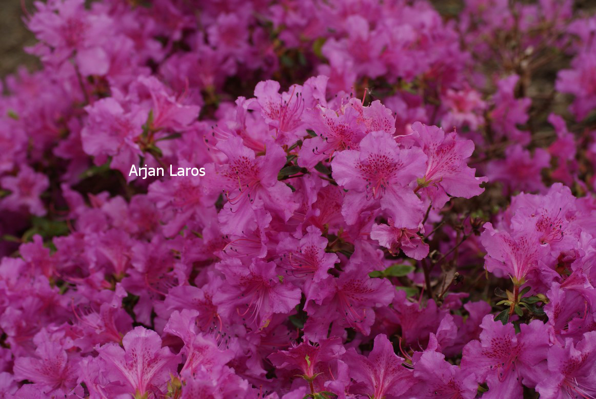 Azalea 'Gotthard'