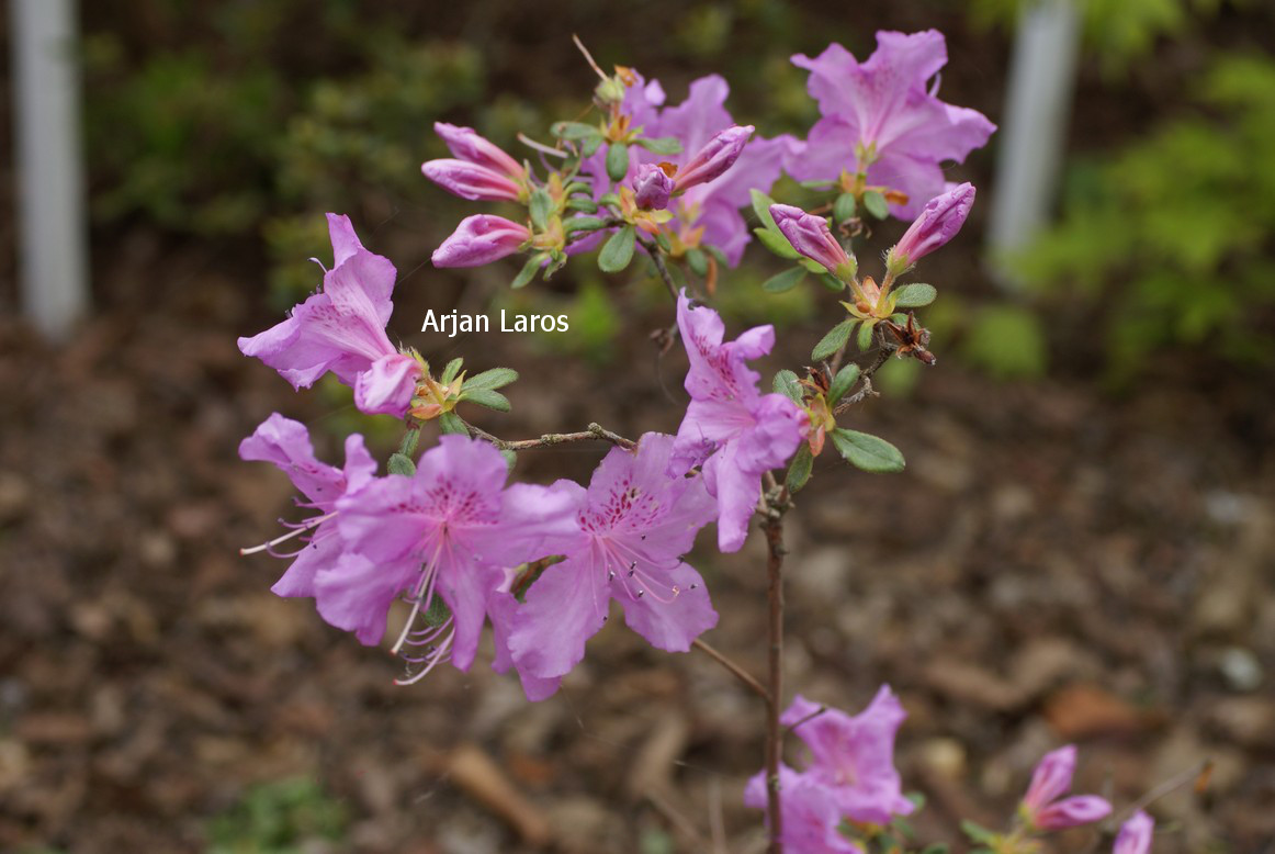 Azalea 'Ledicanense'