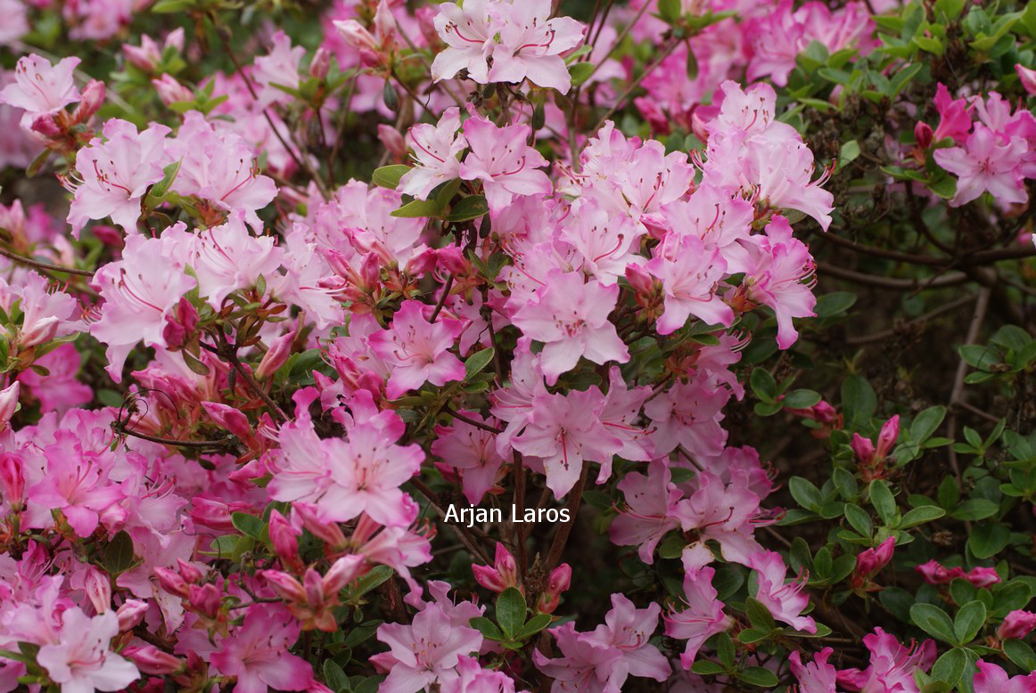 Azalea 'Kome kulshan'