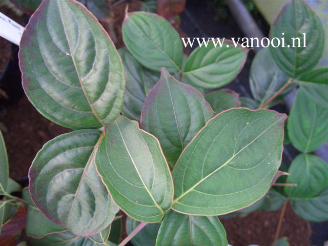 Cornus kousa 'Big Apple'