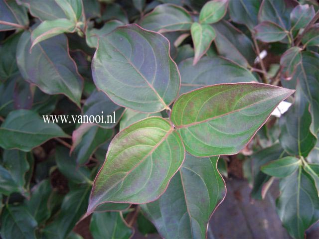 Cornus kousa 'John Slocock'