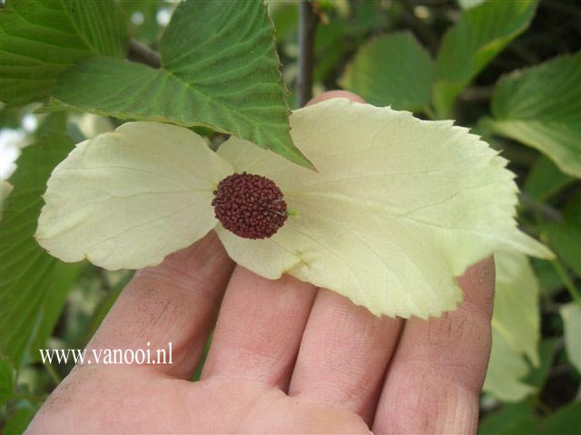 Davidia involucrata