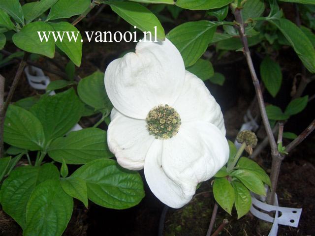 Cornus nuttallii 'Pink Blush'