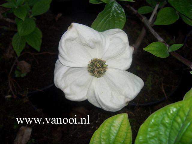 Cornus nuttallii 'Pink Blush'