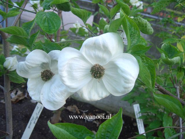 Cornus nuttallii 'Monarch'