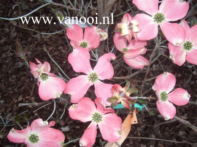 Cornus florida 'Heistar'