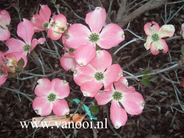 Cornus florida 'Heistar'