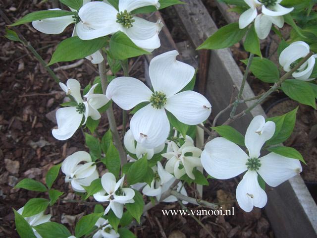 Cornus florida 'Cloud Nine'