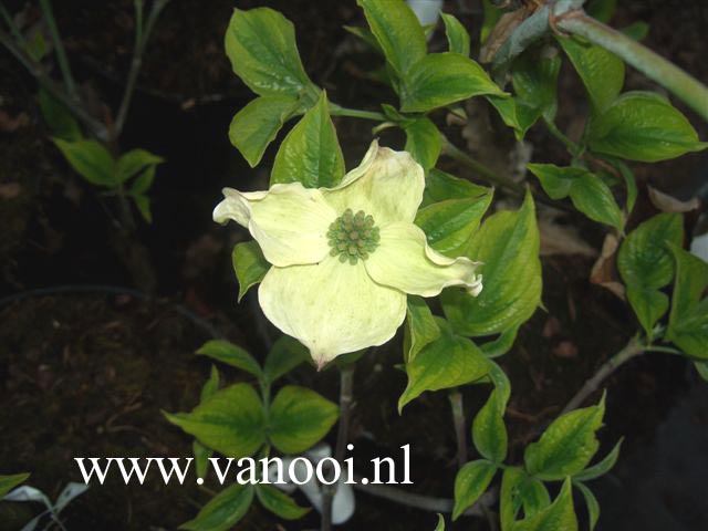 Cornus florida 'George Henry Ford'