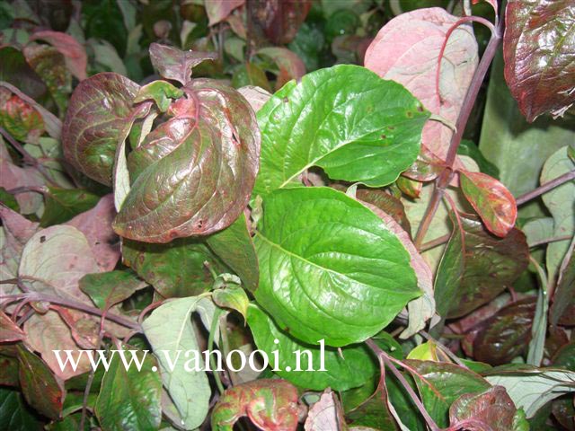 Cornus florida 'Alba Plena'