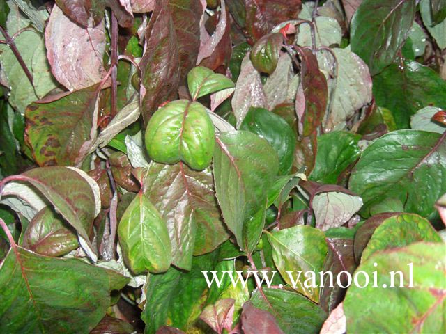 Cornus florida 'Sweetwater Red'