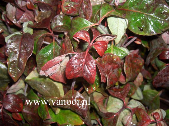 Cornus florida 'Sweetwater Red'