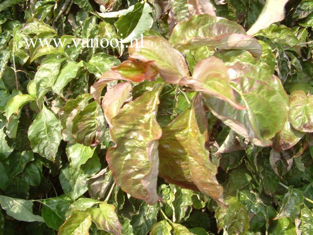 Cornus florida 'Purple Glory'