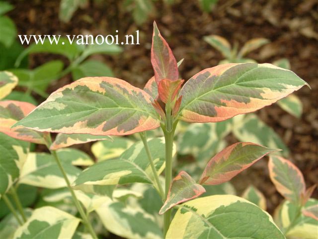 Cornus florida 'Pink Flame'