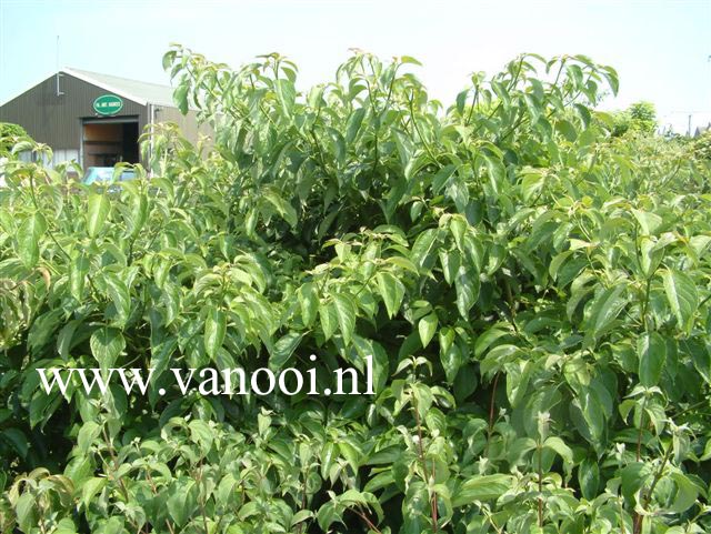 Cornus controversa 'Pagoda'